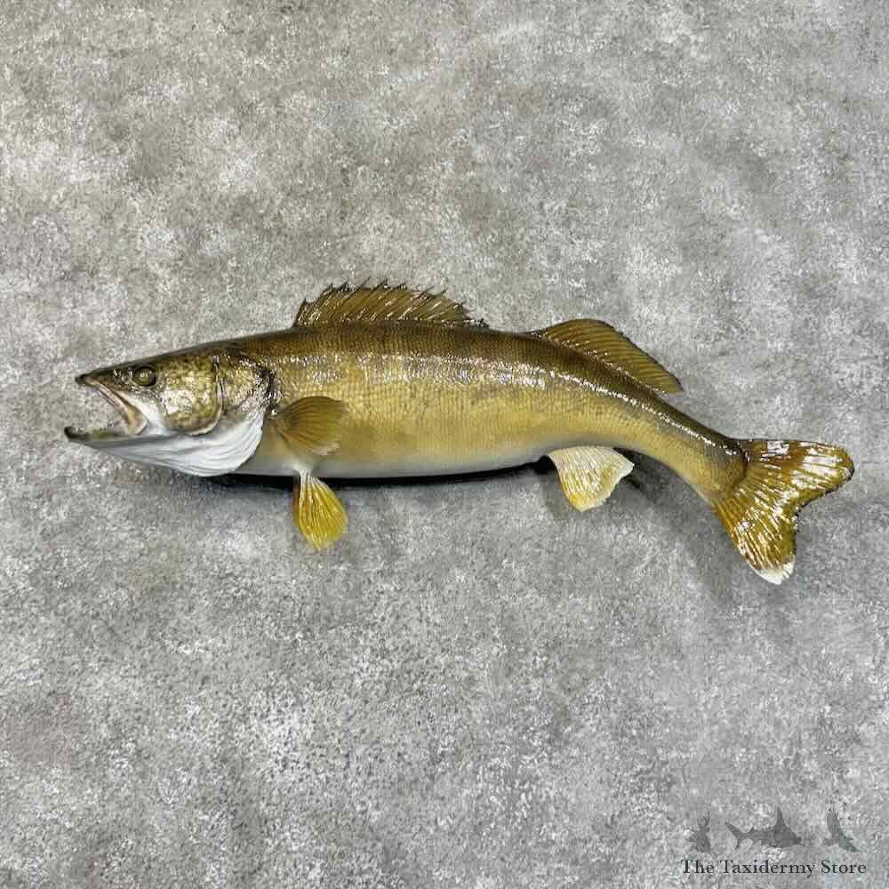 Walleye Fish Mount For Sale #31270 @ The Taxidermy Store