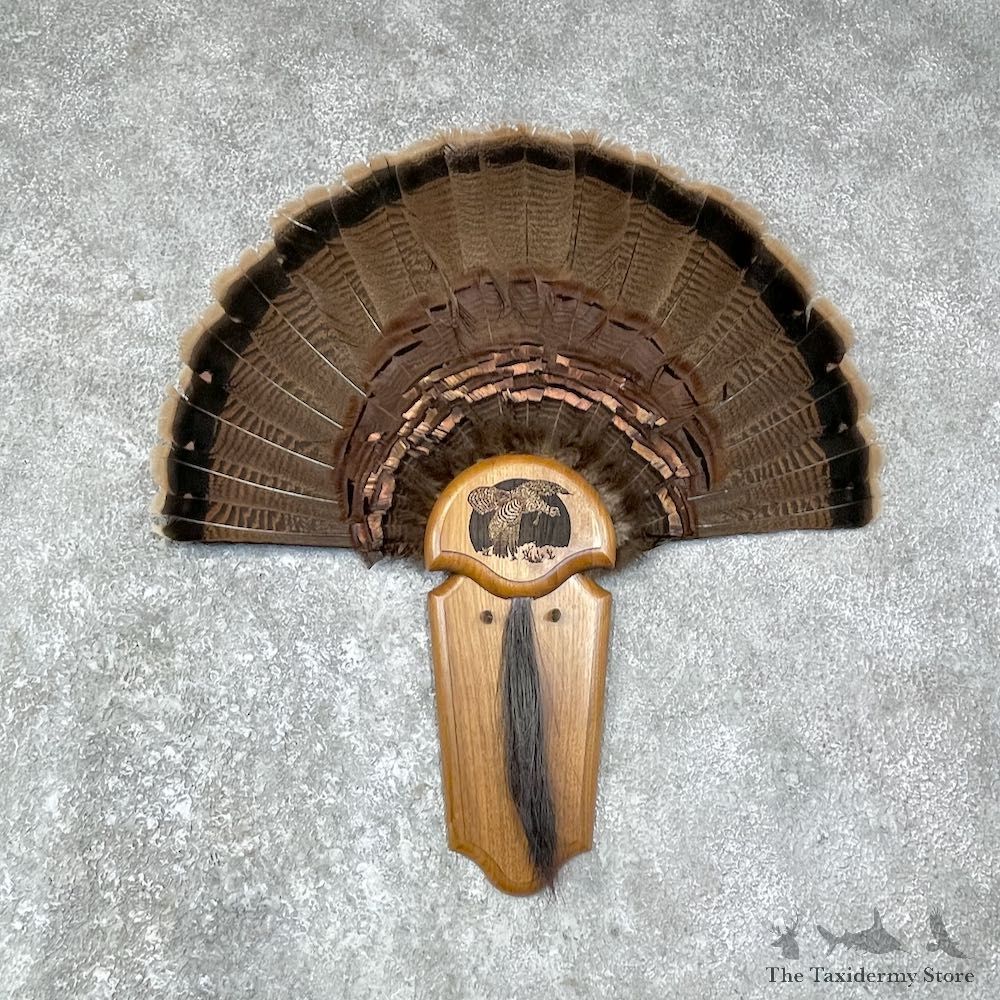 Eastern Wild Turkey Fan For Sale #25633 @ The Taxidermy Store