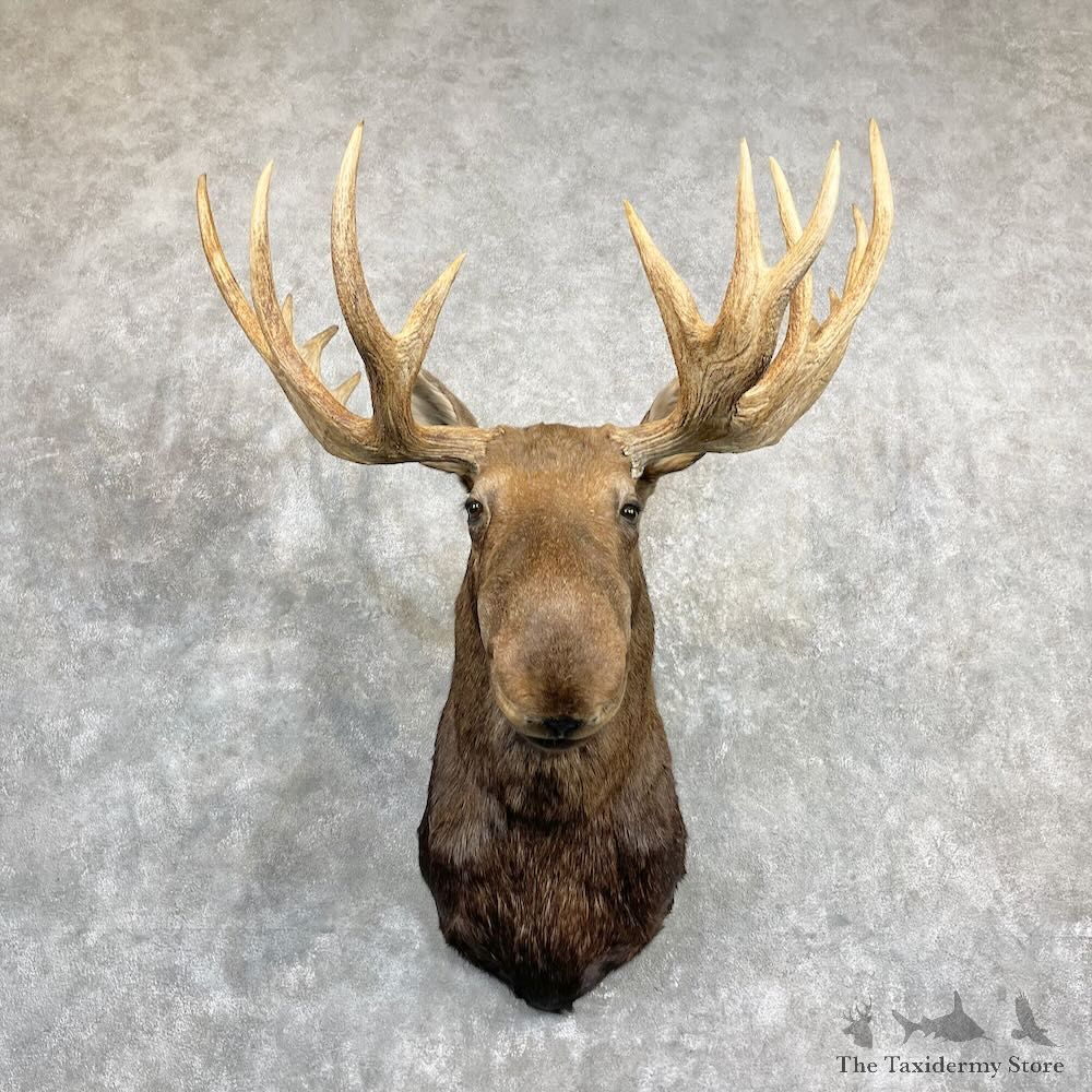 Alaskan Yukon Moose Mount For Sale #27288 @ The Taxidermy Store