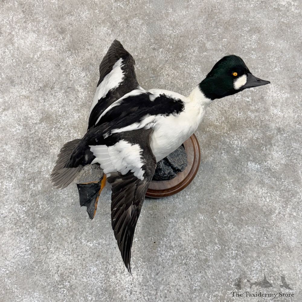 American Goldeneye Duck Mount For Sale #30109 @ The Taxidermy Store
