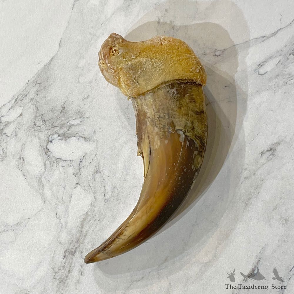 Grizzly Bear Claw For Sale #24876 - The Taxidermy Store