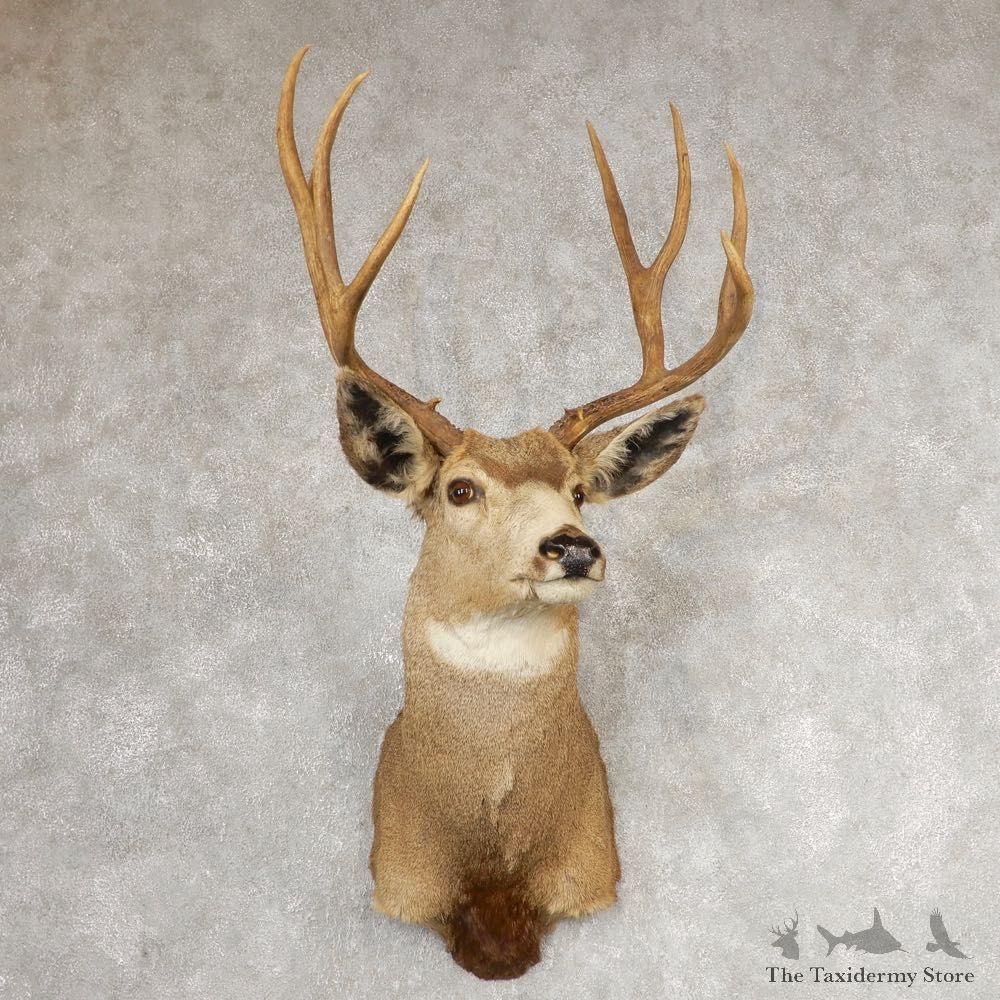Mule Deer Shoulder Mount For Sale #21072 @ The Taxidermy Store