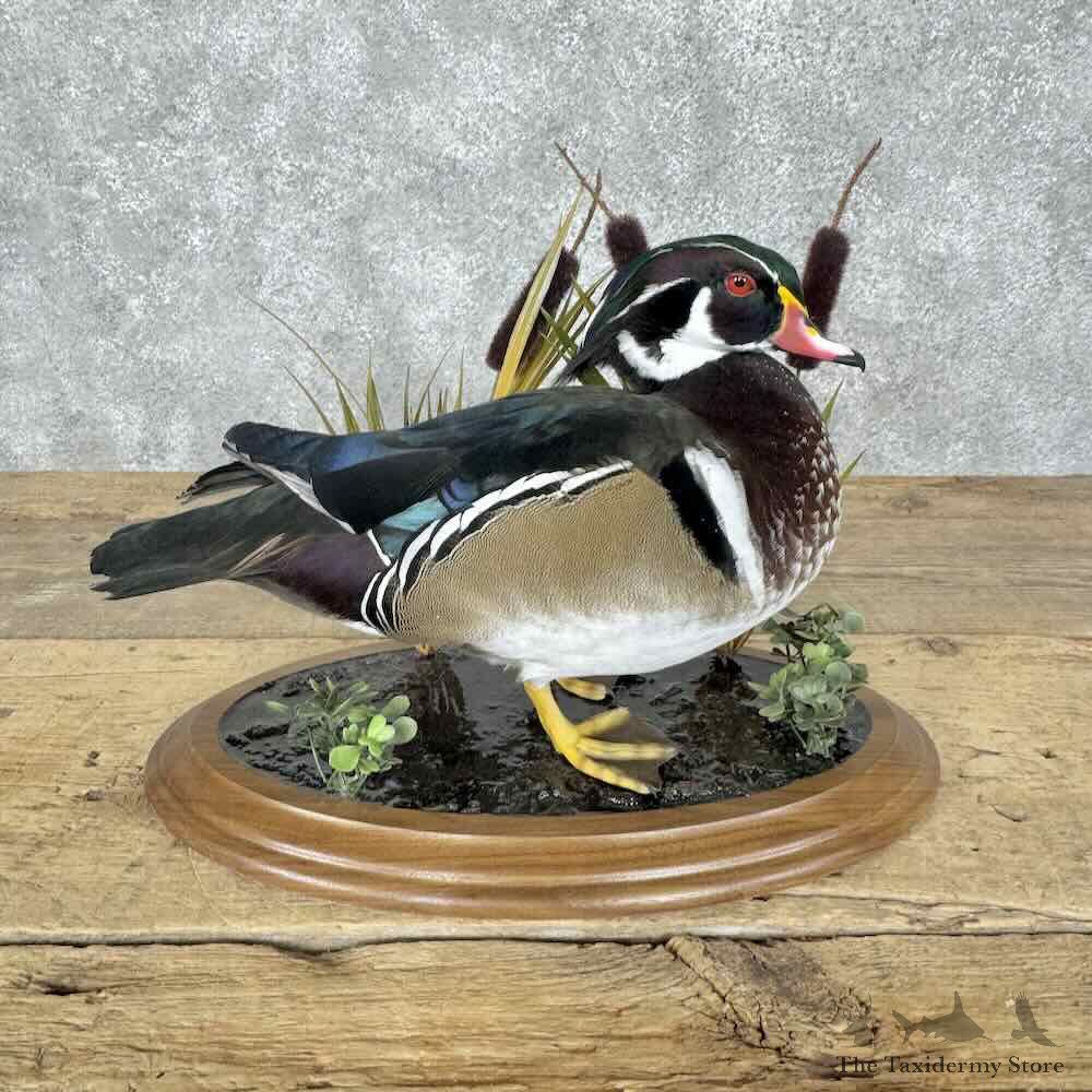 Wood Duck Bird Mount For Sale #30562 @ The Taxidermy Store