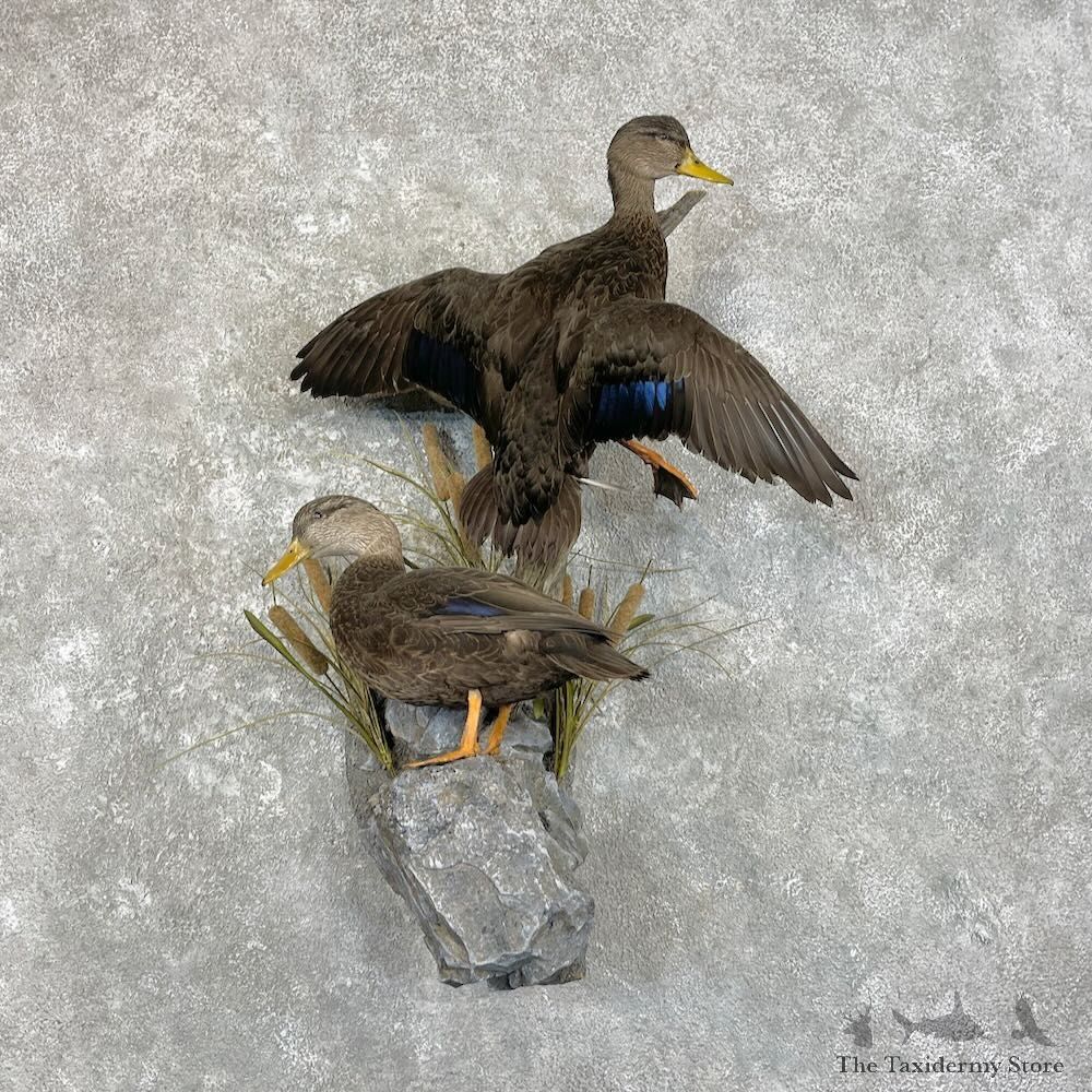 Black Duck Pair Bird Mount For Sale #27797 @ The Taxidermy Store