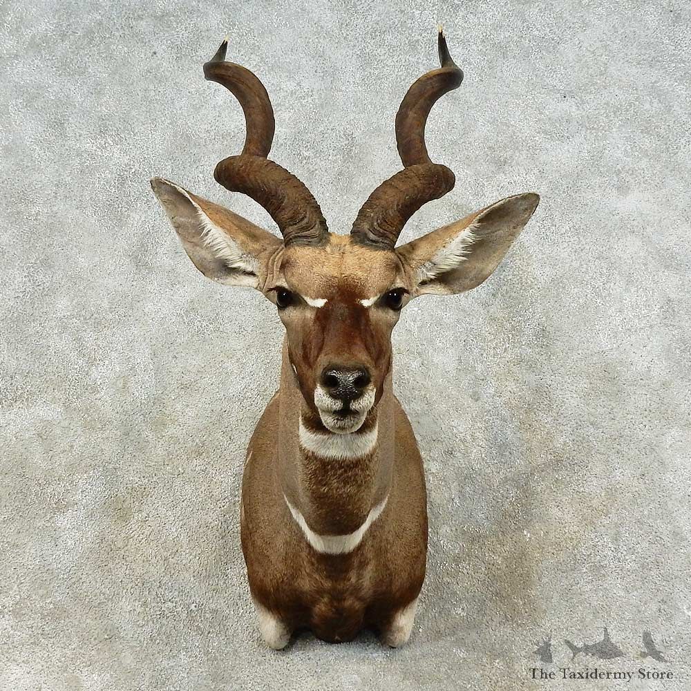 Lesser Kudu Shoulder Mount For Sale #16187 @ The Taxidermy Store
