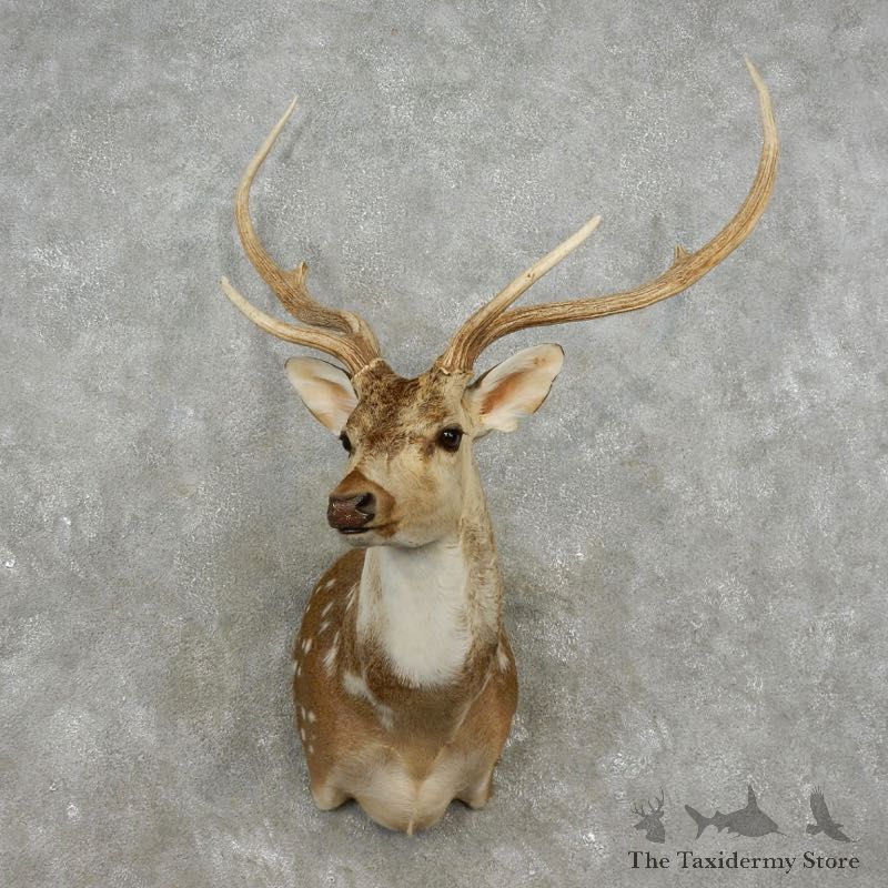 Axis Deer Shoulder Mount For Sale #17355 @ The Taxidermy Store