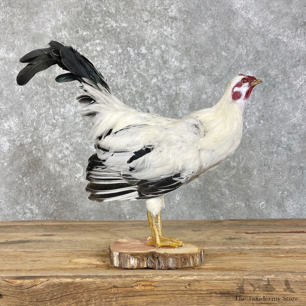 Domestic Chicken Bird Mount For Sale #28027 @ The Taxidermy Store