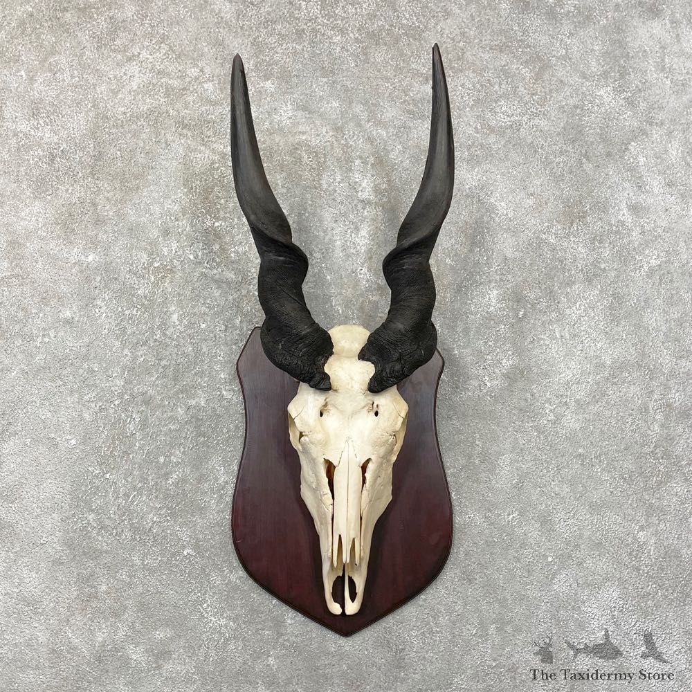 Eland Skull & Horn European Mount For Sale #24793 @ The Taxidermy Store