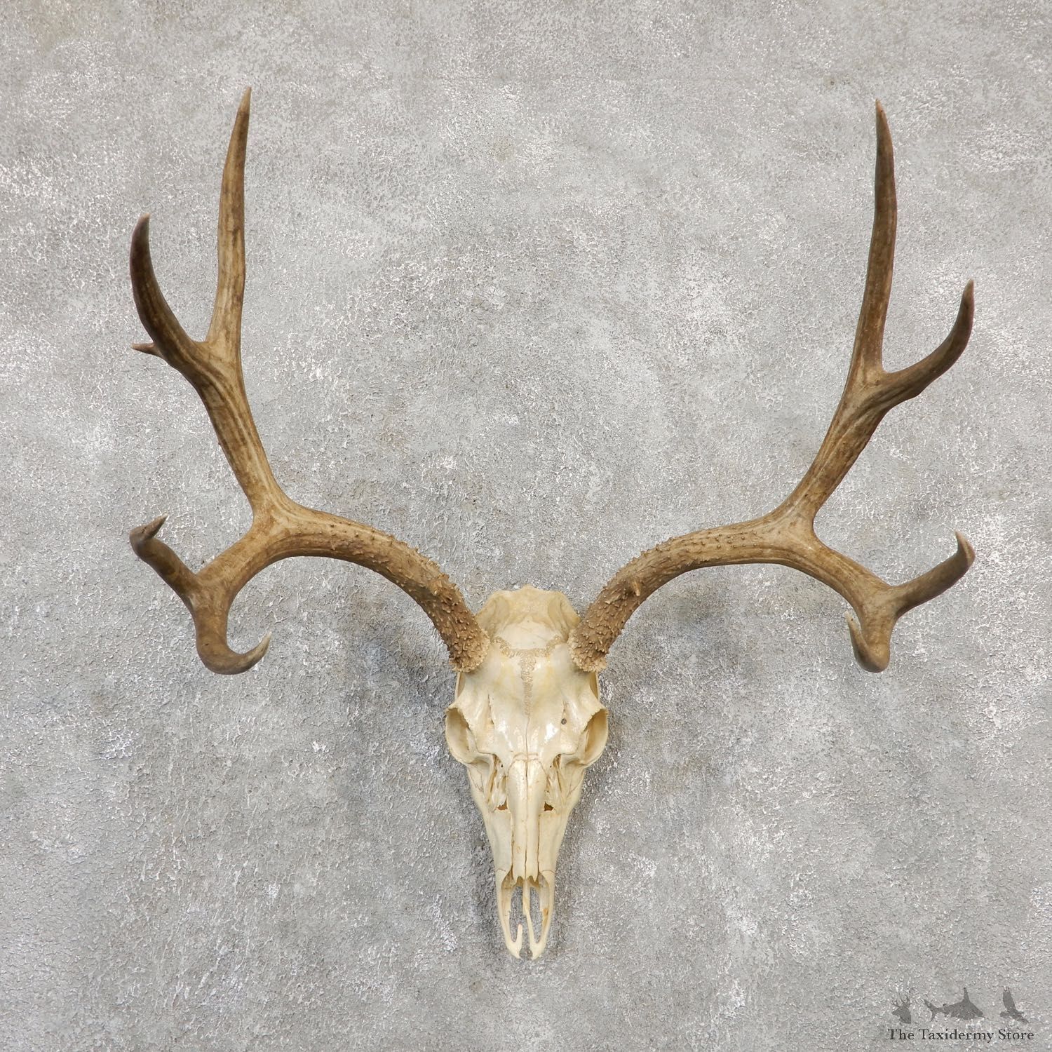 Mule Deer Skull Antler European Mount For Sale #20028 @ The Taxidermy Store