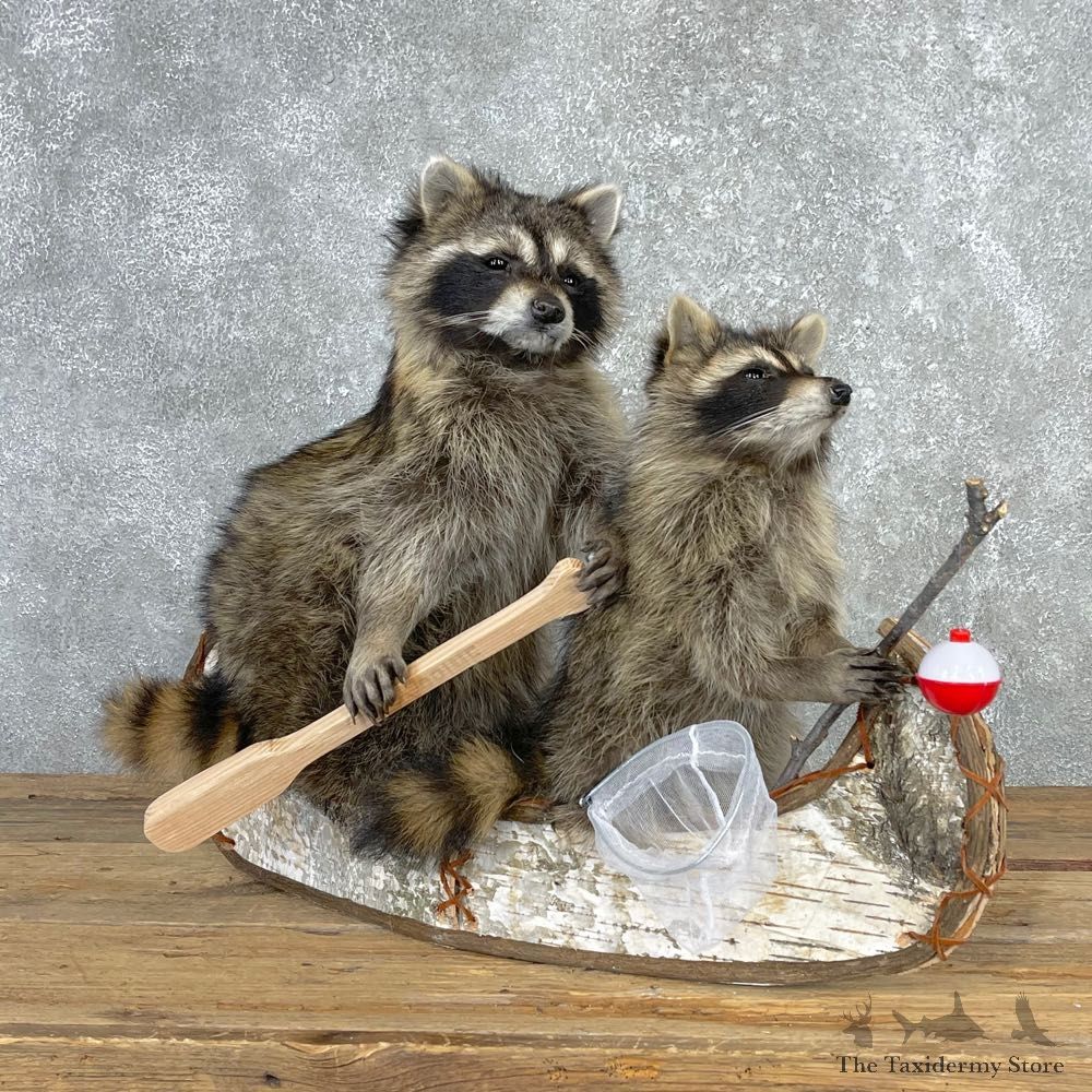 Canoeing Pals Novelty Mount For Sale #24085 @ The Taxidermy Store