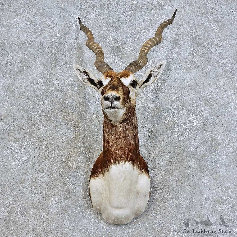 India Blackbuck Shoulder Mount For Sale #15979 @ The Taxidermy Store