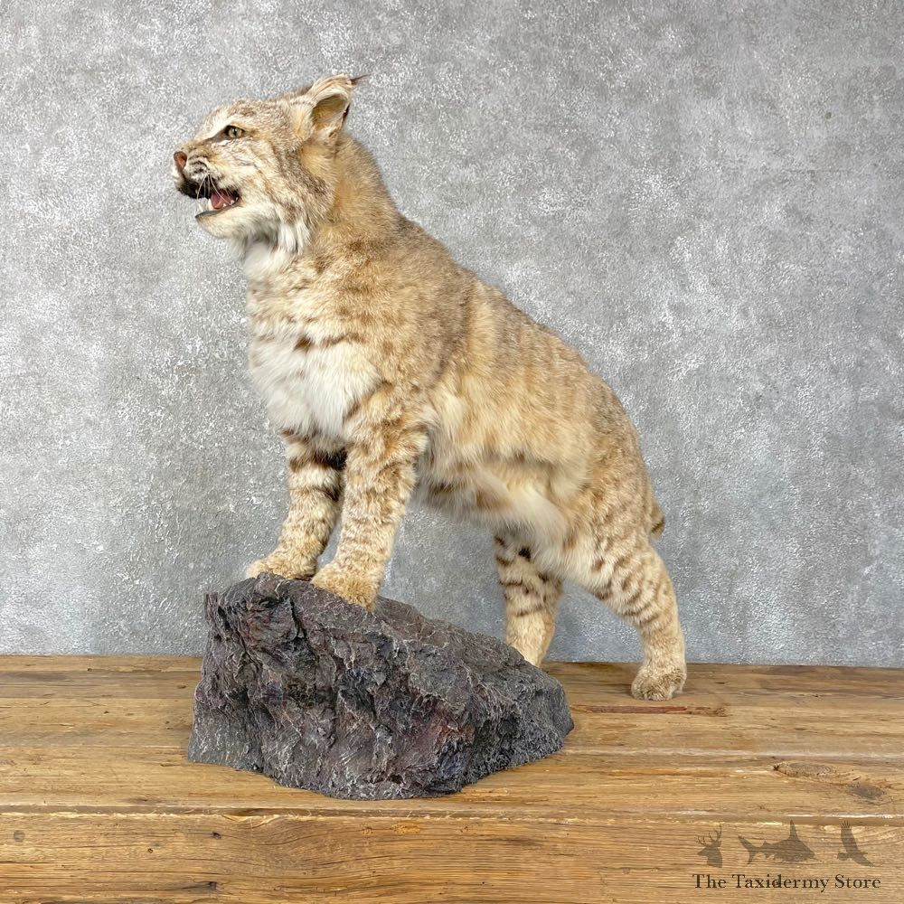 Bobcat Life-Size Mount For Sale #24095 @ The Taxidermy Store