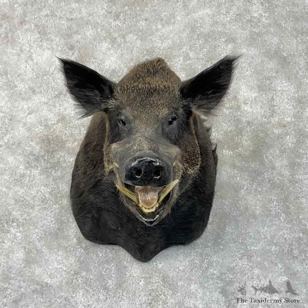 Wild Boar Shoulder Mount For Sale #30489 @ The Taxidermy Store