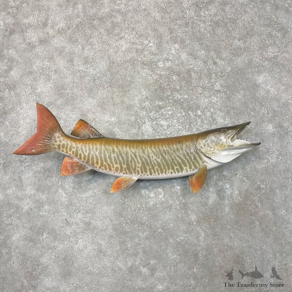 Reproduction Muskellunge Fish Mount For Sale #27672 @ The Taxidermy Store