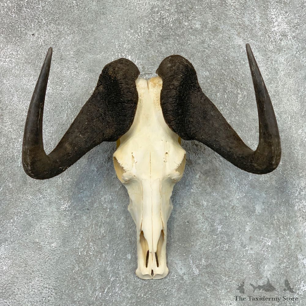 Black Wildebeest Skull European Mount For Sale #22660 @ The Taxidermy Store