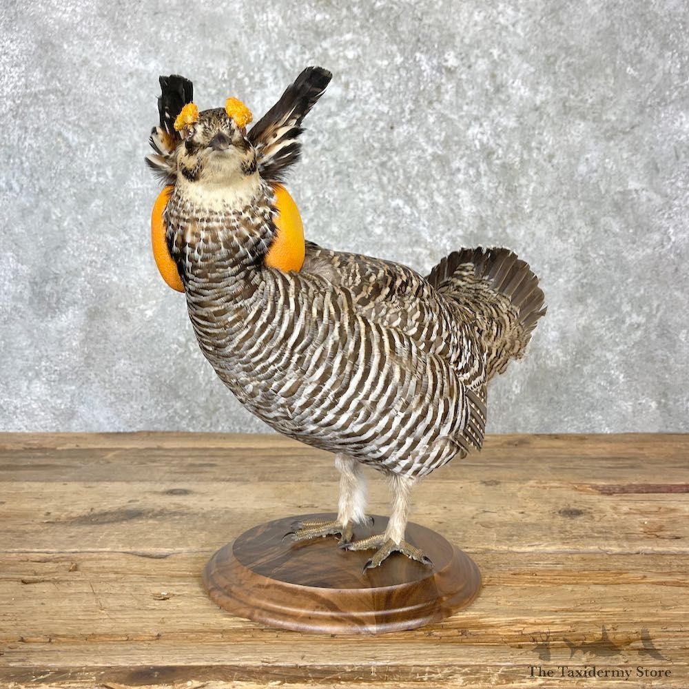 Prairie Chicken Bird Mount For Sale #27175 @ The Taxidermy Store