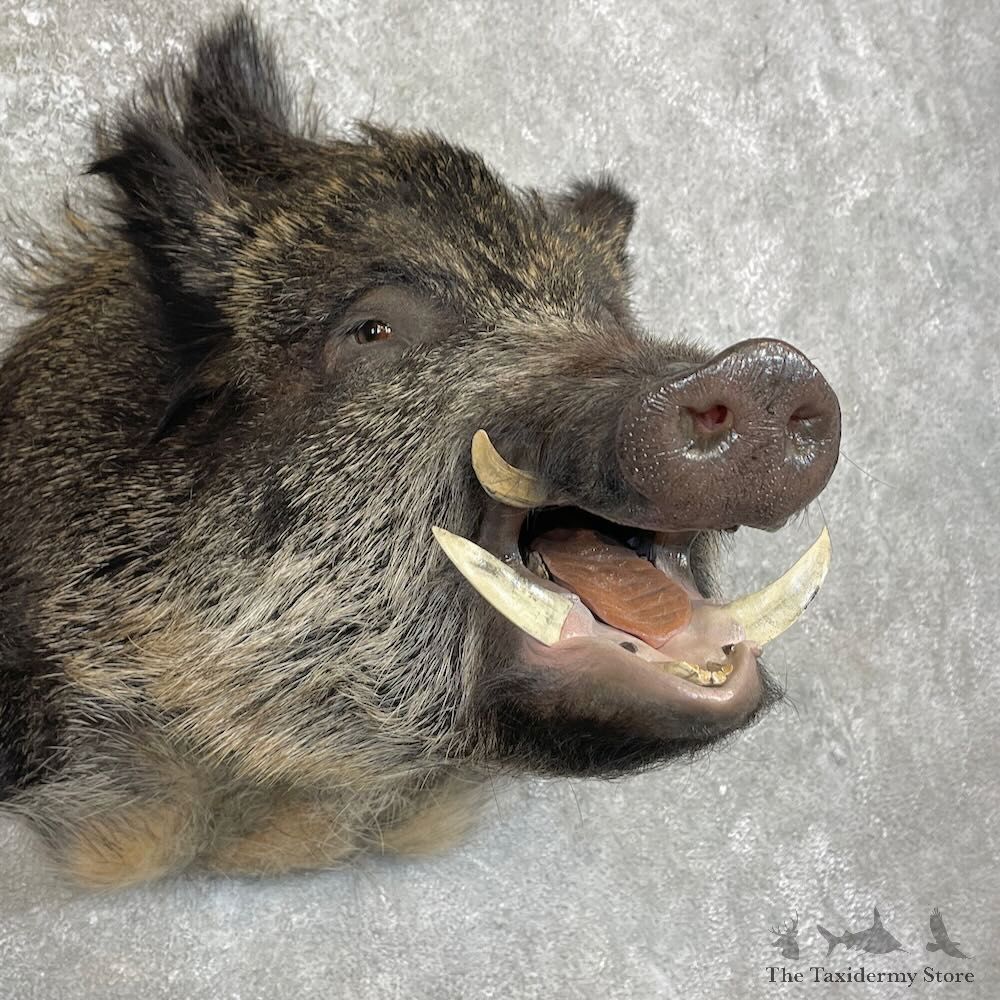 Russian Boar Shoulder Mount For Sale #28003 @ The Taxidermy Store