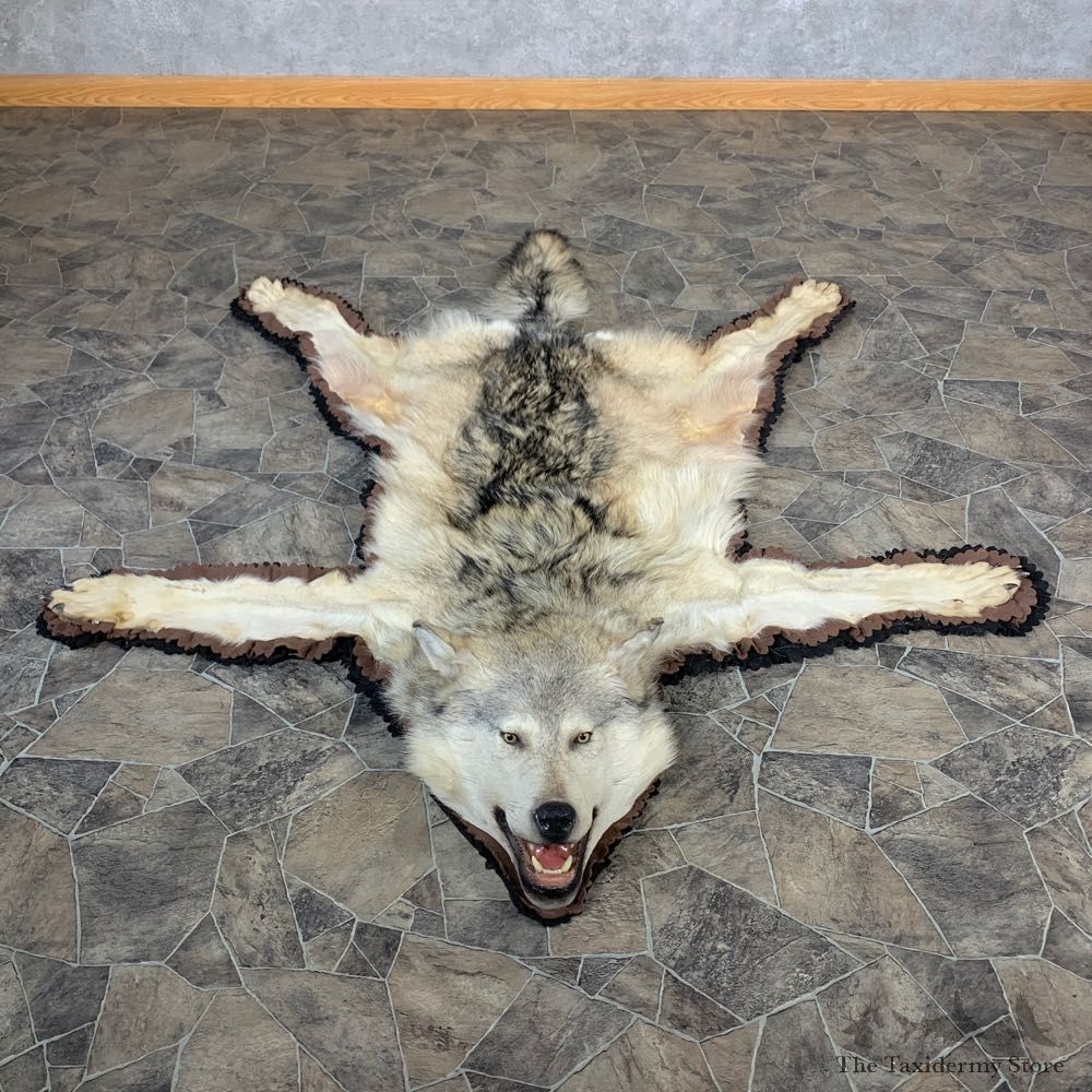 Alaskan Gray Wolf Rug Taxidermy Mount For Sale #22700 @ The Taxidermy Store