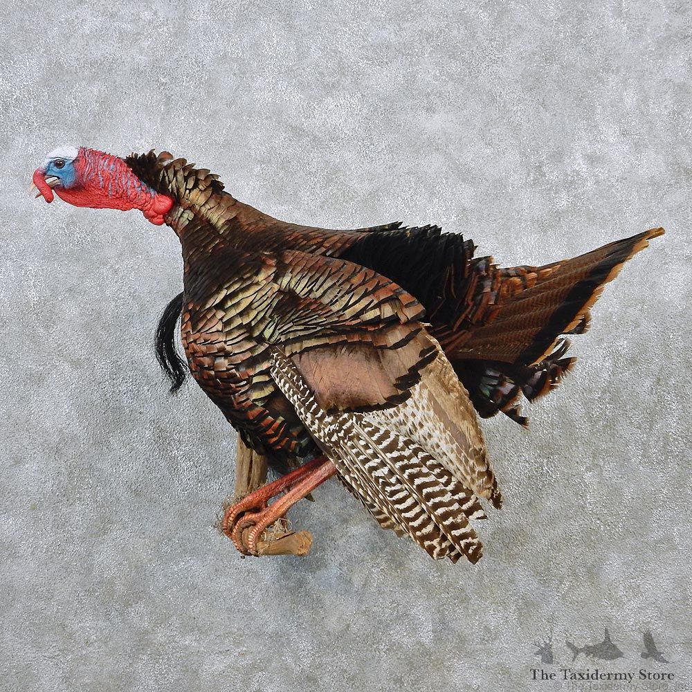 Wild Turkey Standing Life Size Taxidermy Mount #12599 For Sale @ The Taxidermy Store