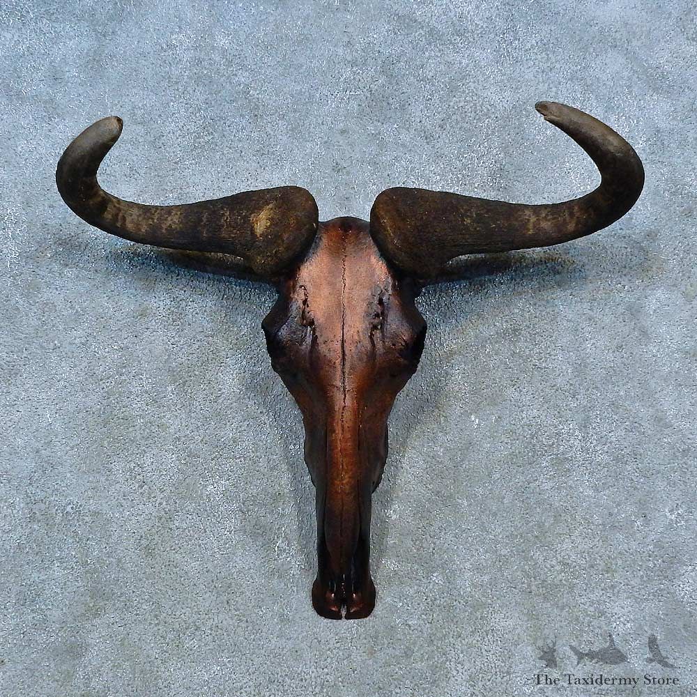 Blue Wildebeest Skull European Mount For Sale #15491 @ The Taxidermy Store