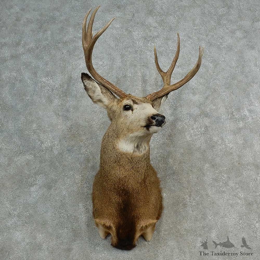 Mule Deer Shoulder Mount For Sale #17003 @ The Taxidermy Store