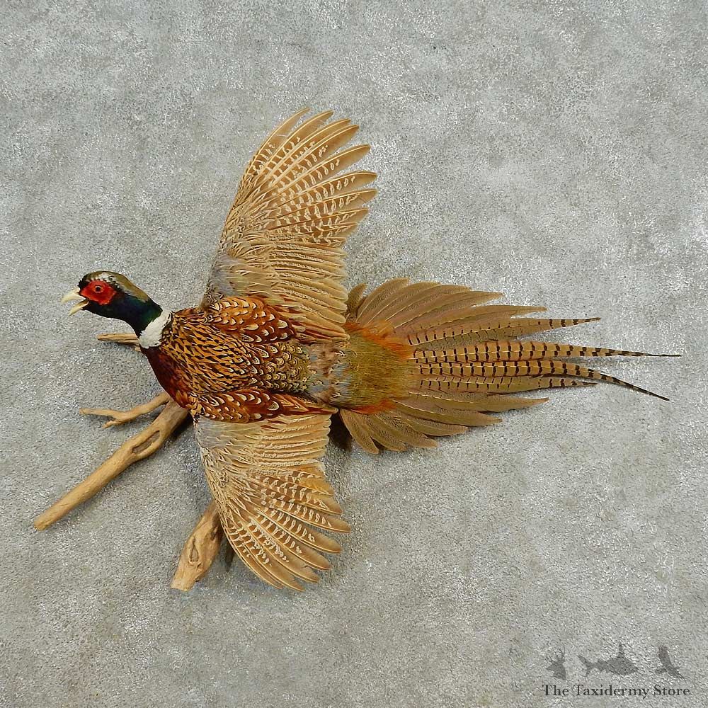 Pied Ringneck Pheasant Bird Mount For Sale #16583 @ The Taxidermy Store