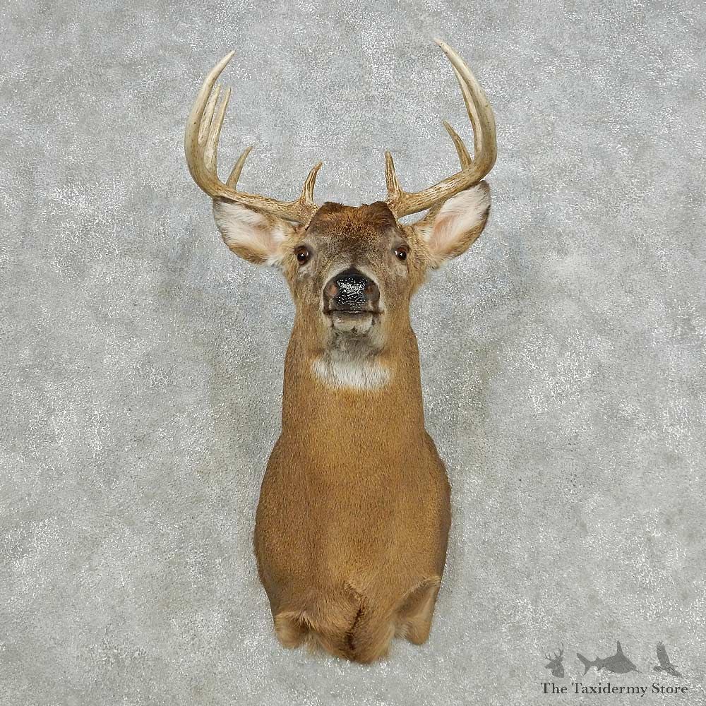 Whitetail Deer Taxidermy Shoulder Mount For Sale #14118 @ The Taxidermy Store