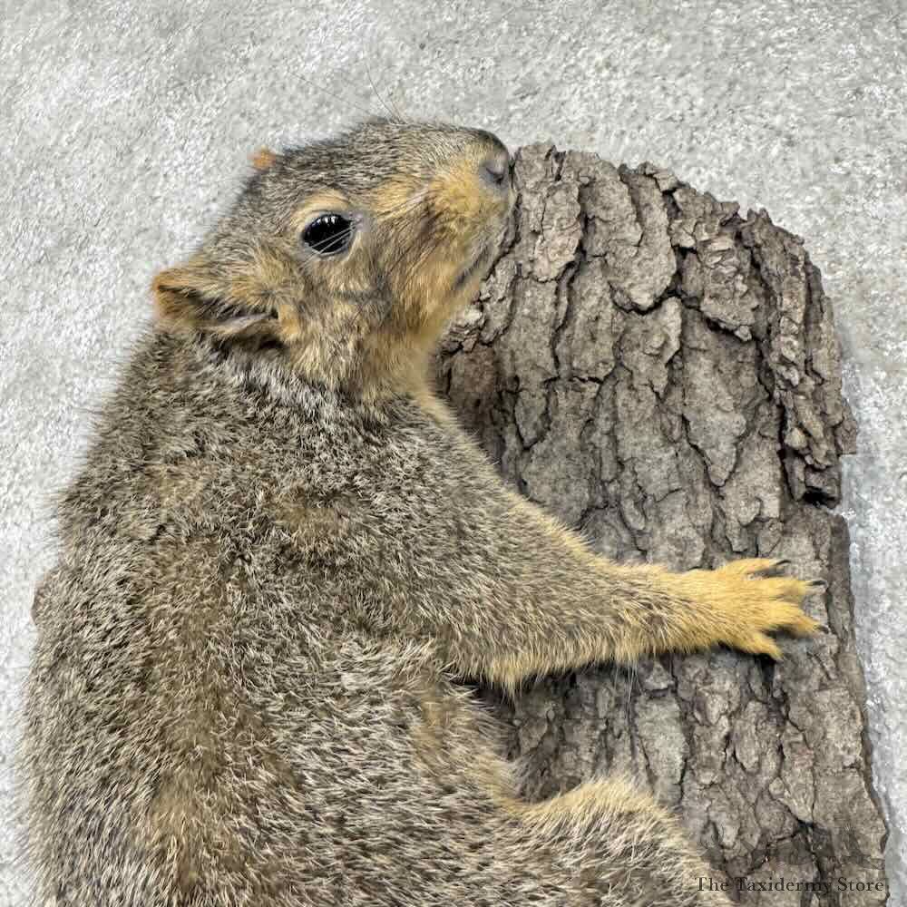 Fox Squirrel Life-Size Mount For Sale #30467 @ The Taxidermy Store