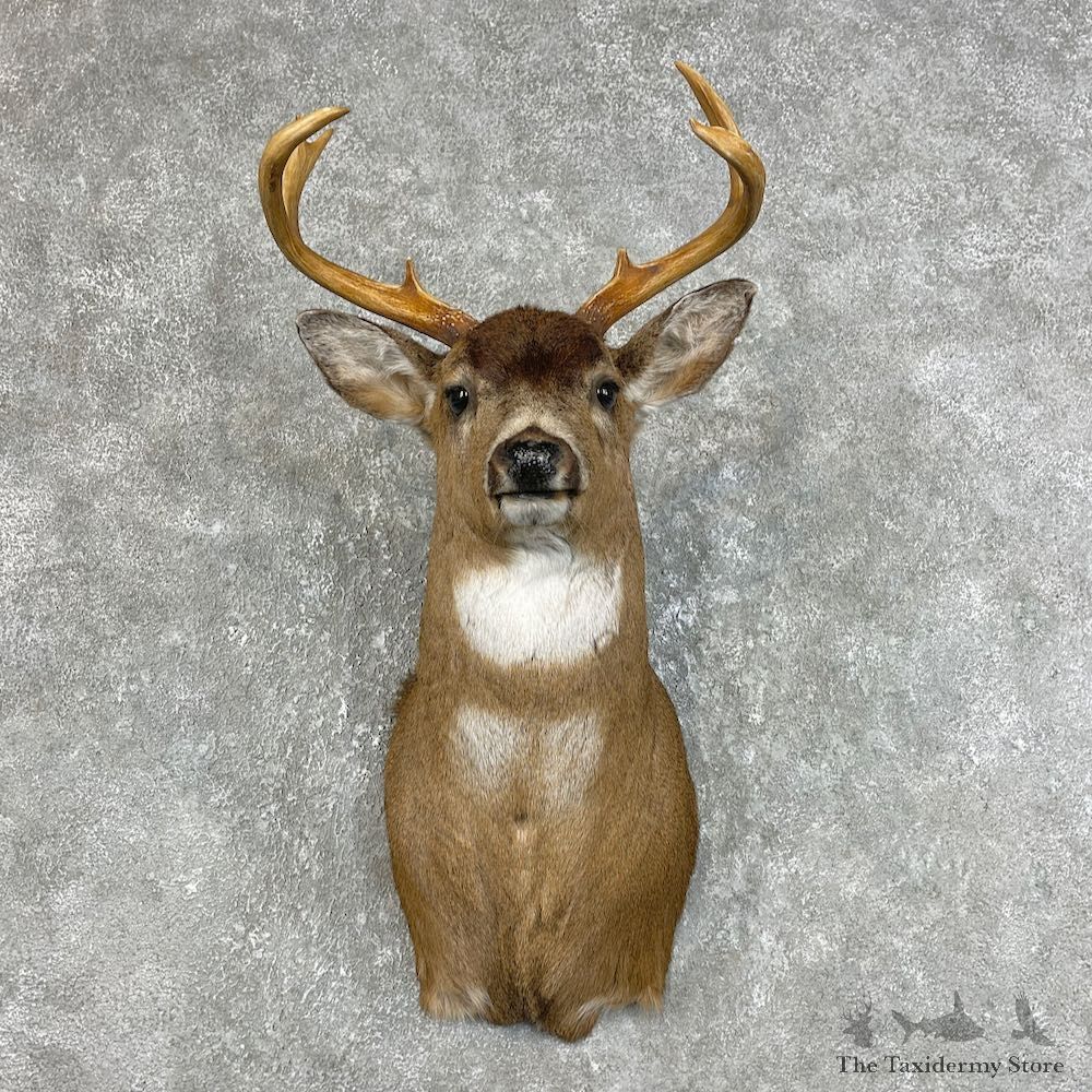 Sitka Blacktail Deer Shoulder Mount For Sale #25785 For Sale @ The Taxidermy Store