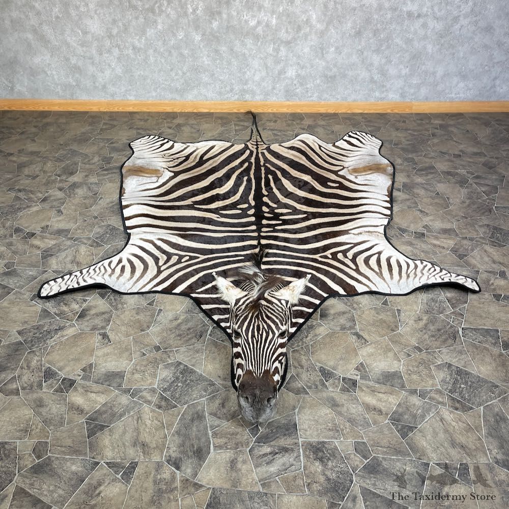 African Zebra Full-Size Taxidermy Rug For Sale #25271 @ The Taxidermy Store