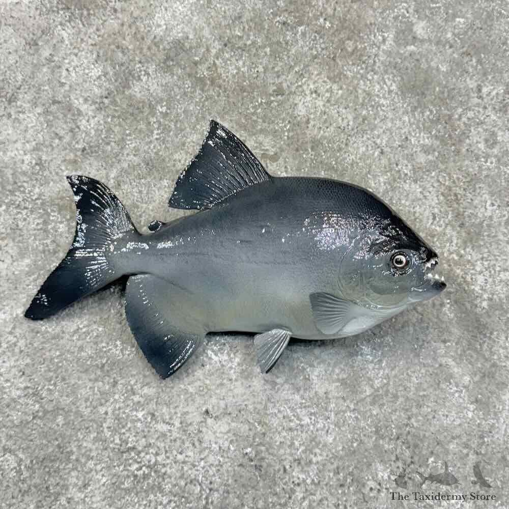 Black Piranha Fish Mount For Sale #30459 @ The Taxidermy Store