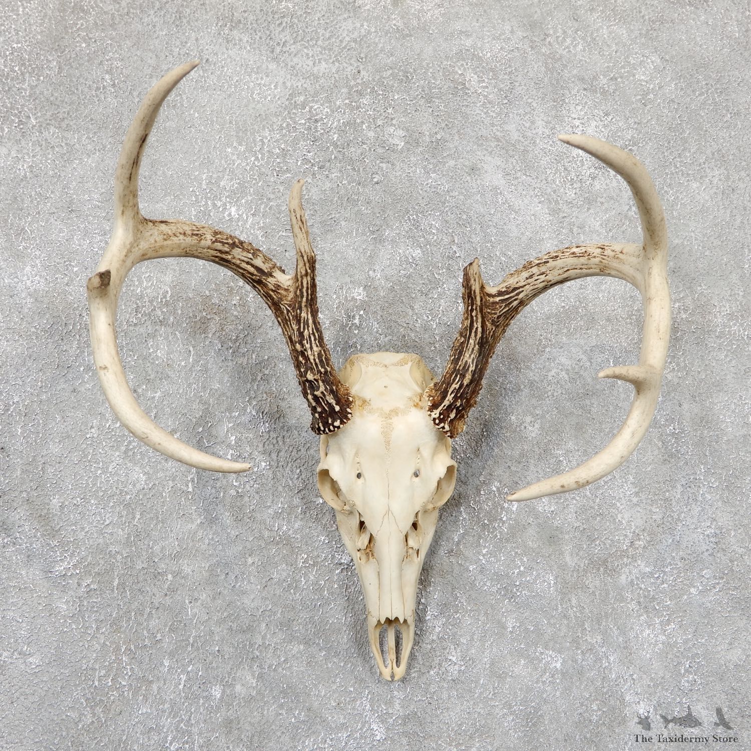 Whitetail Deer Skull European Mount For Sale #19416 @ The Taxidermy Store