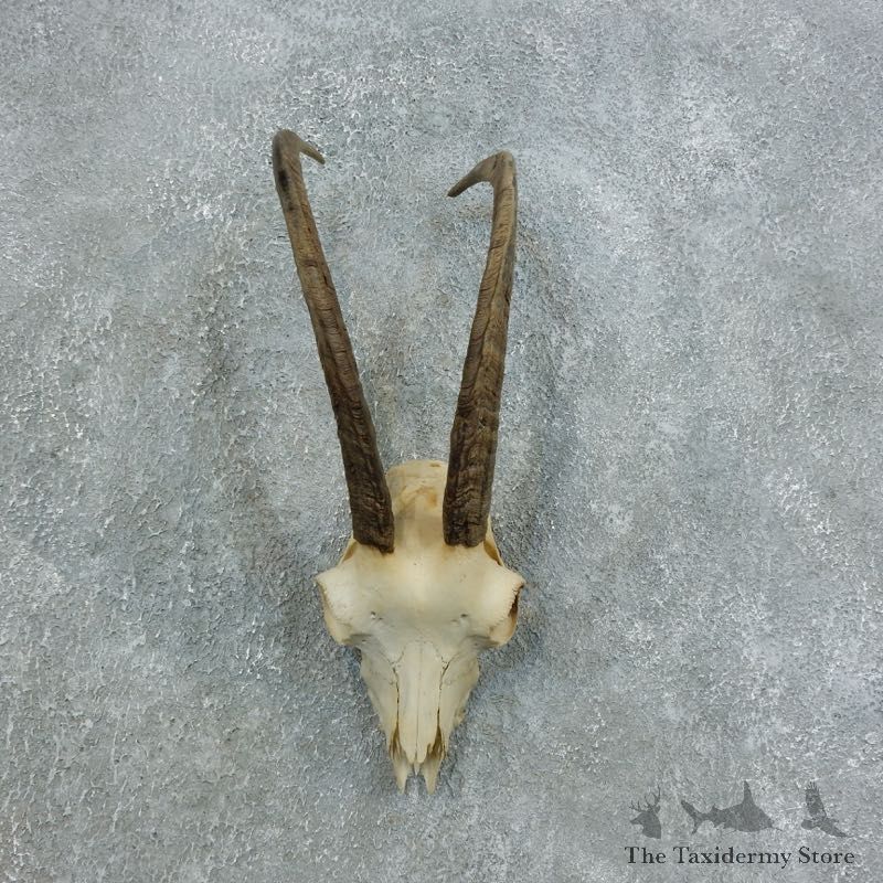 Hybrid Ibex Taxidermy Skull #18446 For Sale @ The Taxidermy Store