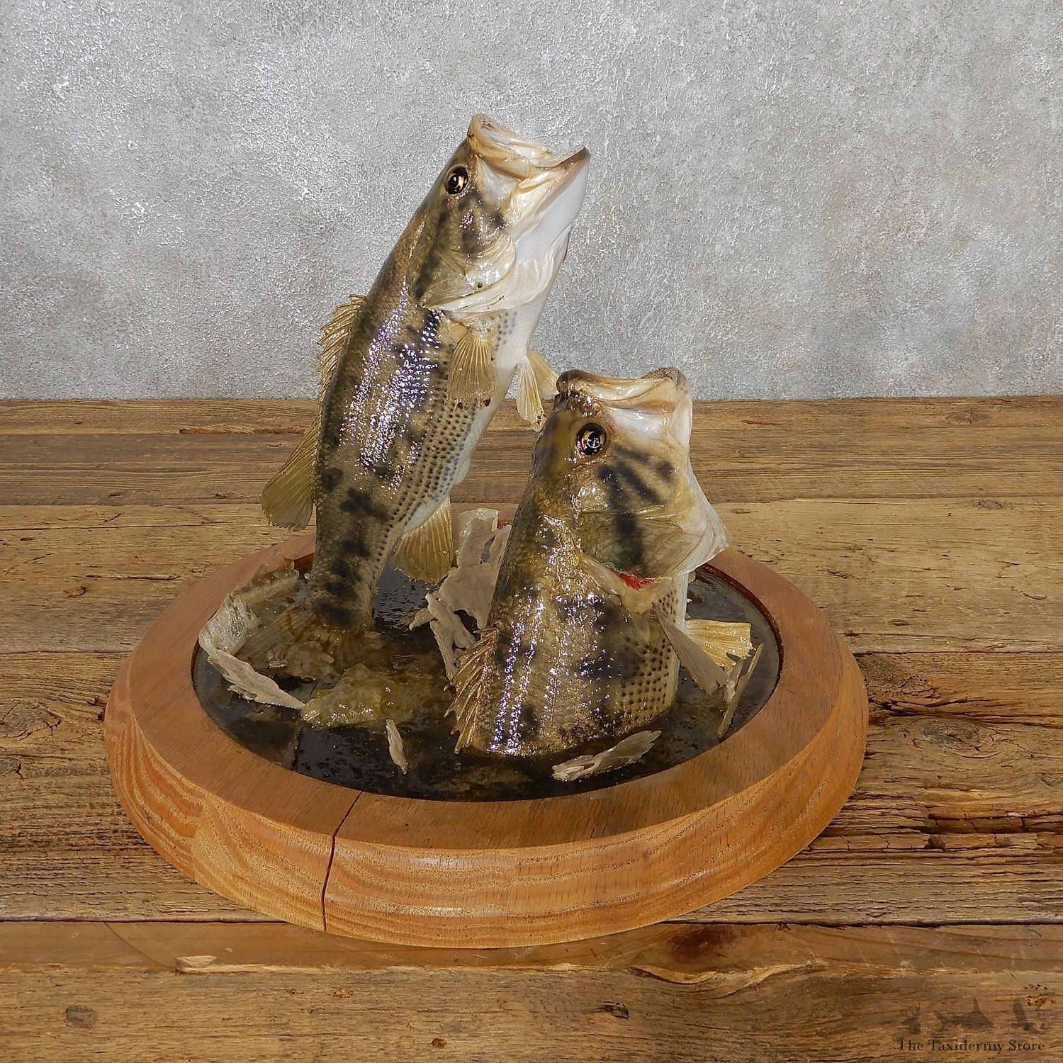 Smallmouth Bass Fish Mount For Sale #19084 @ The Taxidermy Store