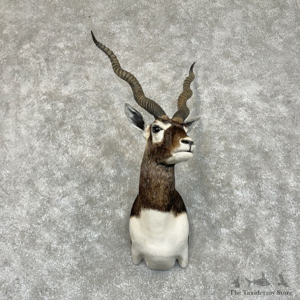 India Blackbuck Shoulder Mount For Sale #29459 @ The Taxidermy Store