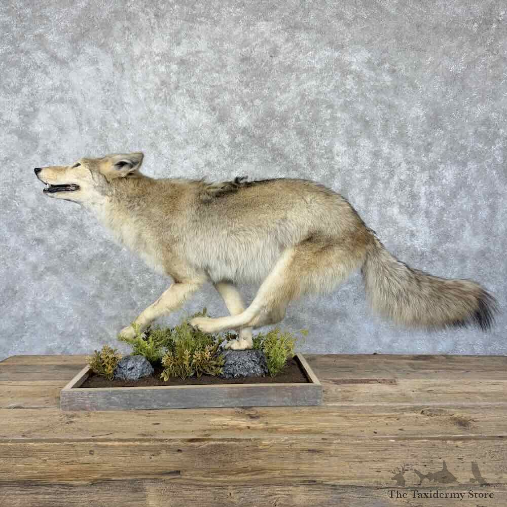 Coyote Life-Size Mount For Sale #30722 @ The Taxidermy Store