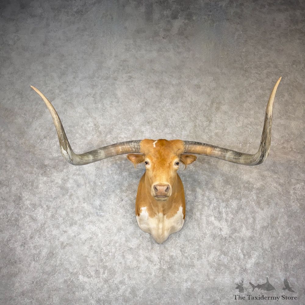 Longhorn Steer Shoulder Mount For Sale #30145 @ The Taxidermy Store