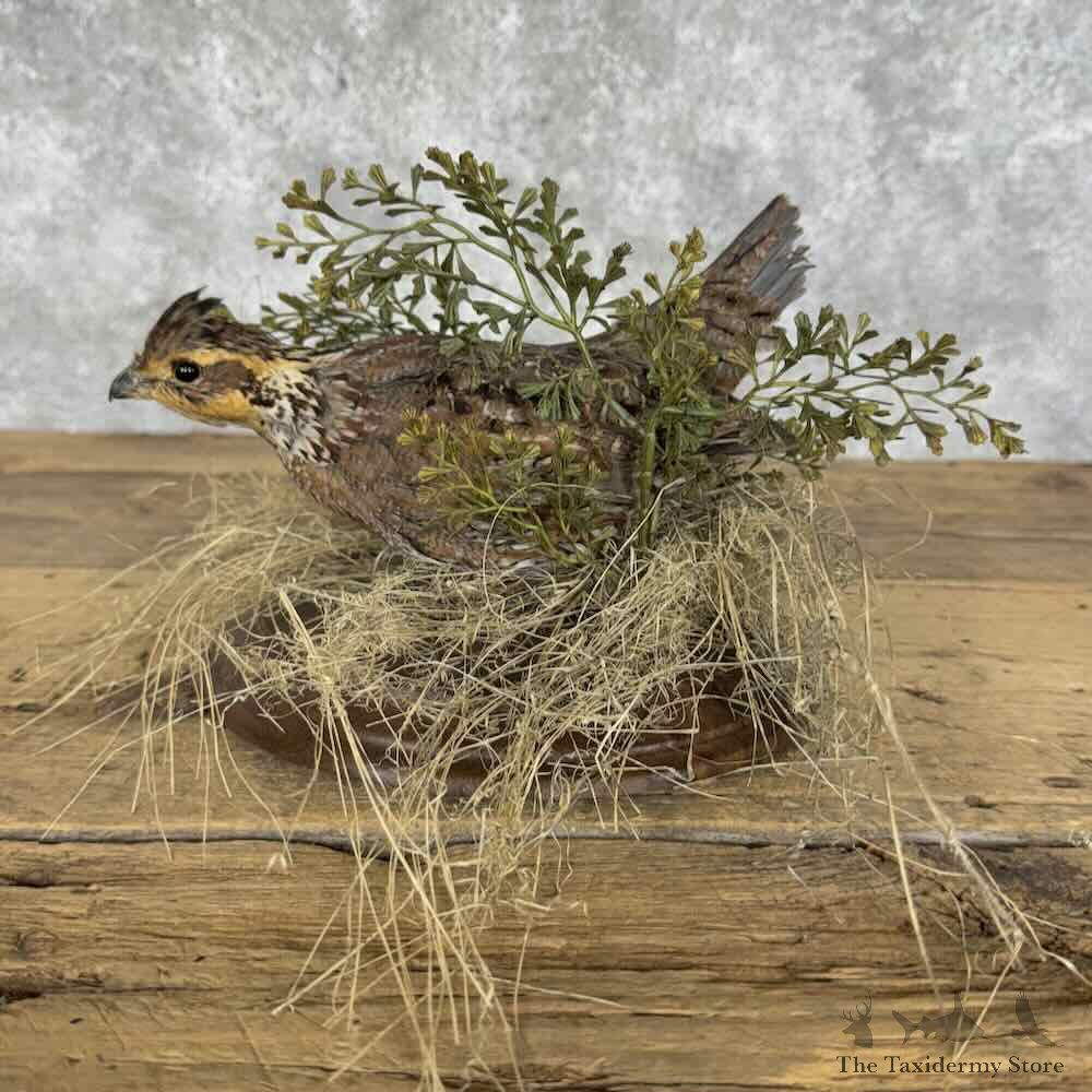 Bobwhite Quail Hen Bird Mount For Sale #30321 @ The Taxidermy Store