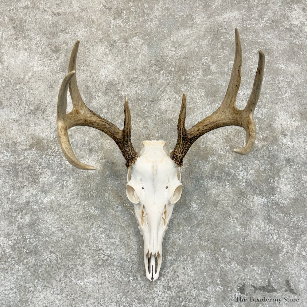 Whitetail Deer Skull European Mount For Sale #29248 @ The Taxidermy Store