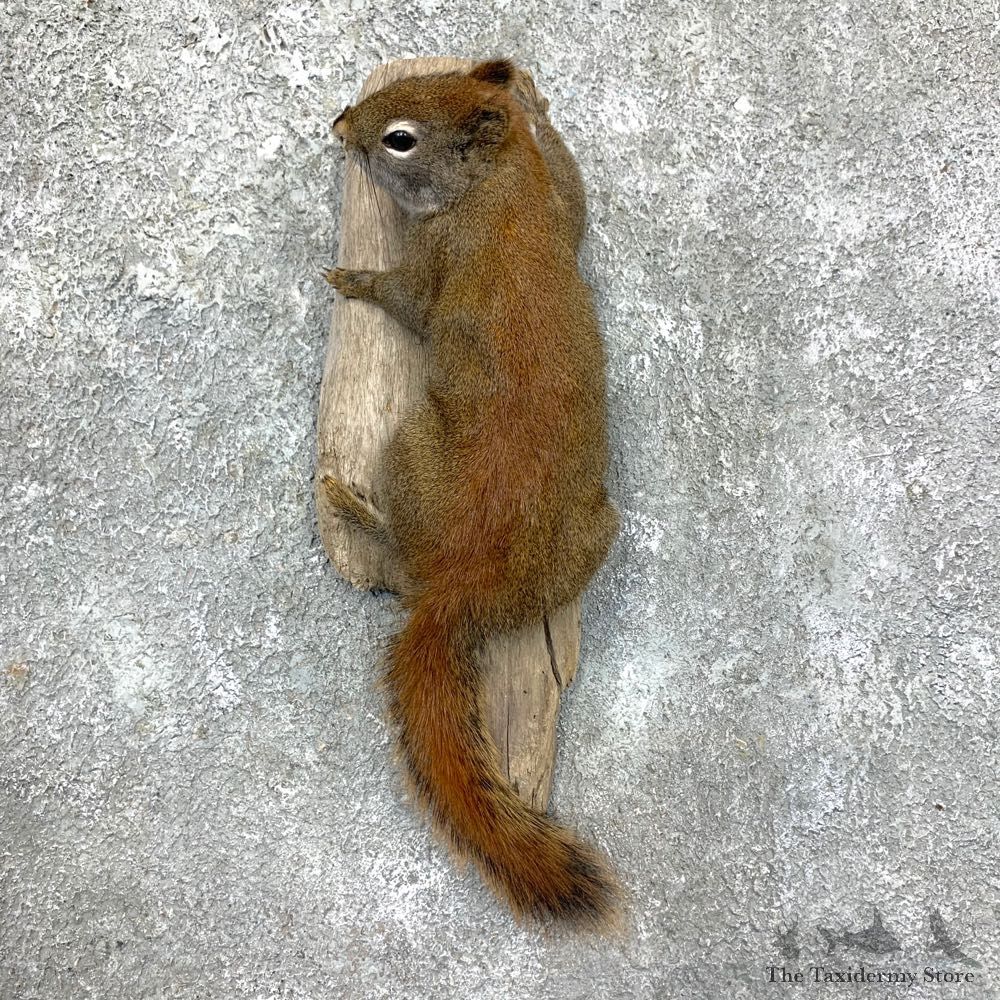 Red Squirrel Life-Size Taxidermy Mount For Sale #23579 @ The Taxidermy Store