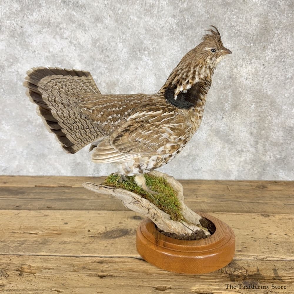 Ruffed Grouse Bird Mount For Sale #30307 @ The Taxidermy Store