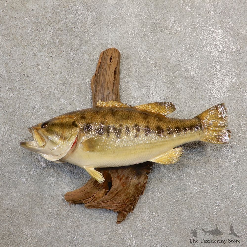 Largemouth Bass Fish Mount For Sale #20570 @ The Taxidermy Store