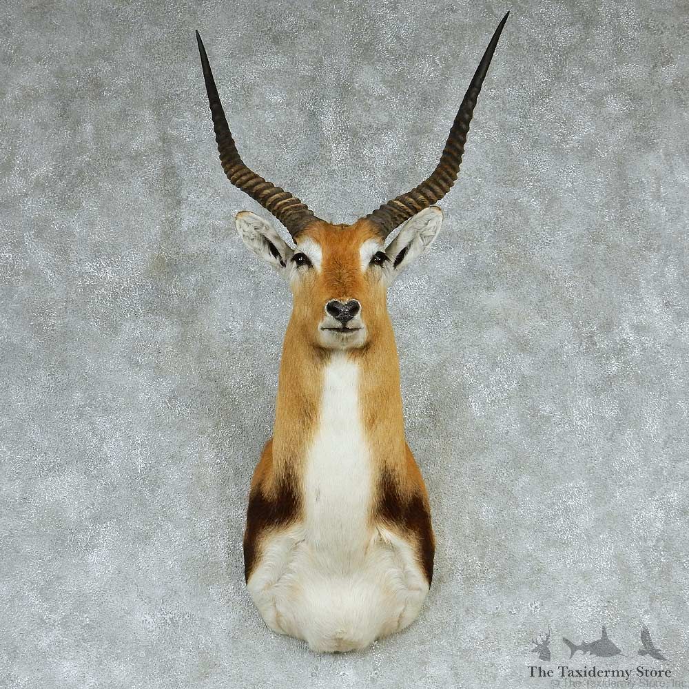 Southern Lechwe Shoulder Taxidermy Mount #13244 For Sale @ The Taxidermy Store