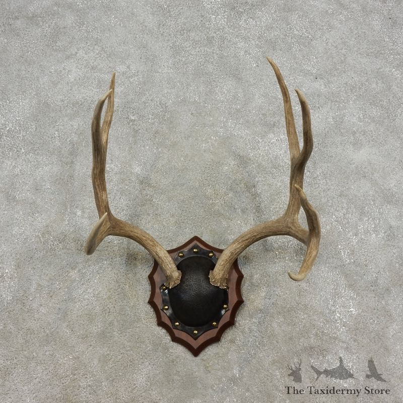 Mule Deer Taxidermy European Antler Plaque #17309 For Sale @ The Taxidermy Store