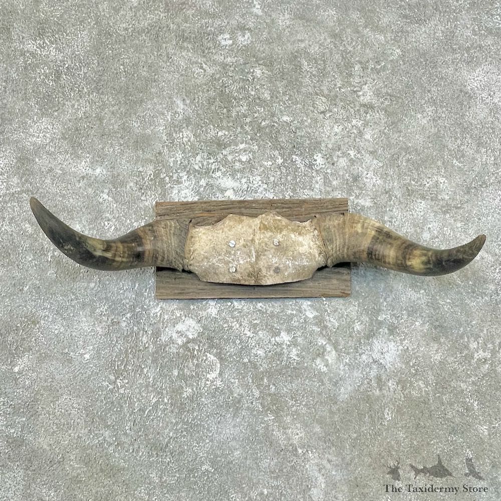 Spanish Fighting Bull European Plaque For Sale #26765 @ The Taxidermy Store