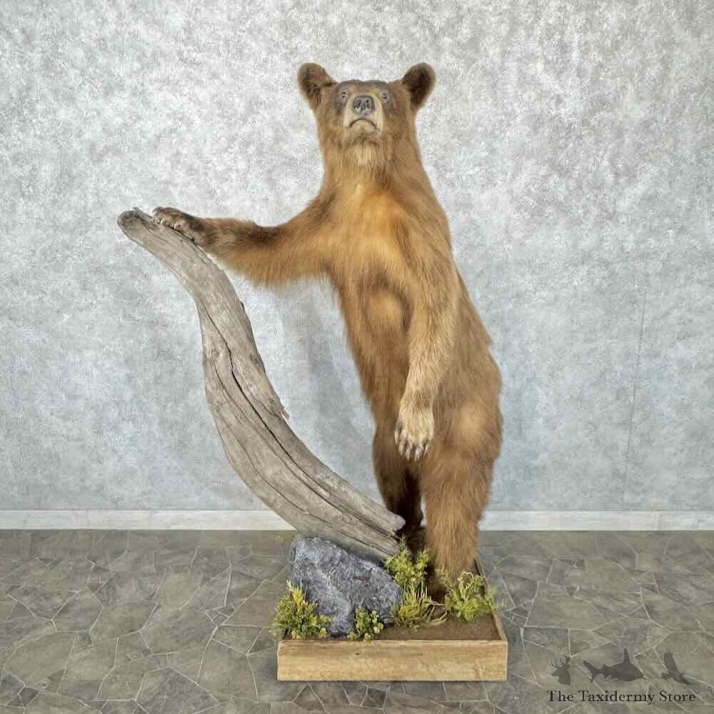 Cinnamon Phase Black Bear Life Size Mount For Sale #31844 @ The Taxidermy Store