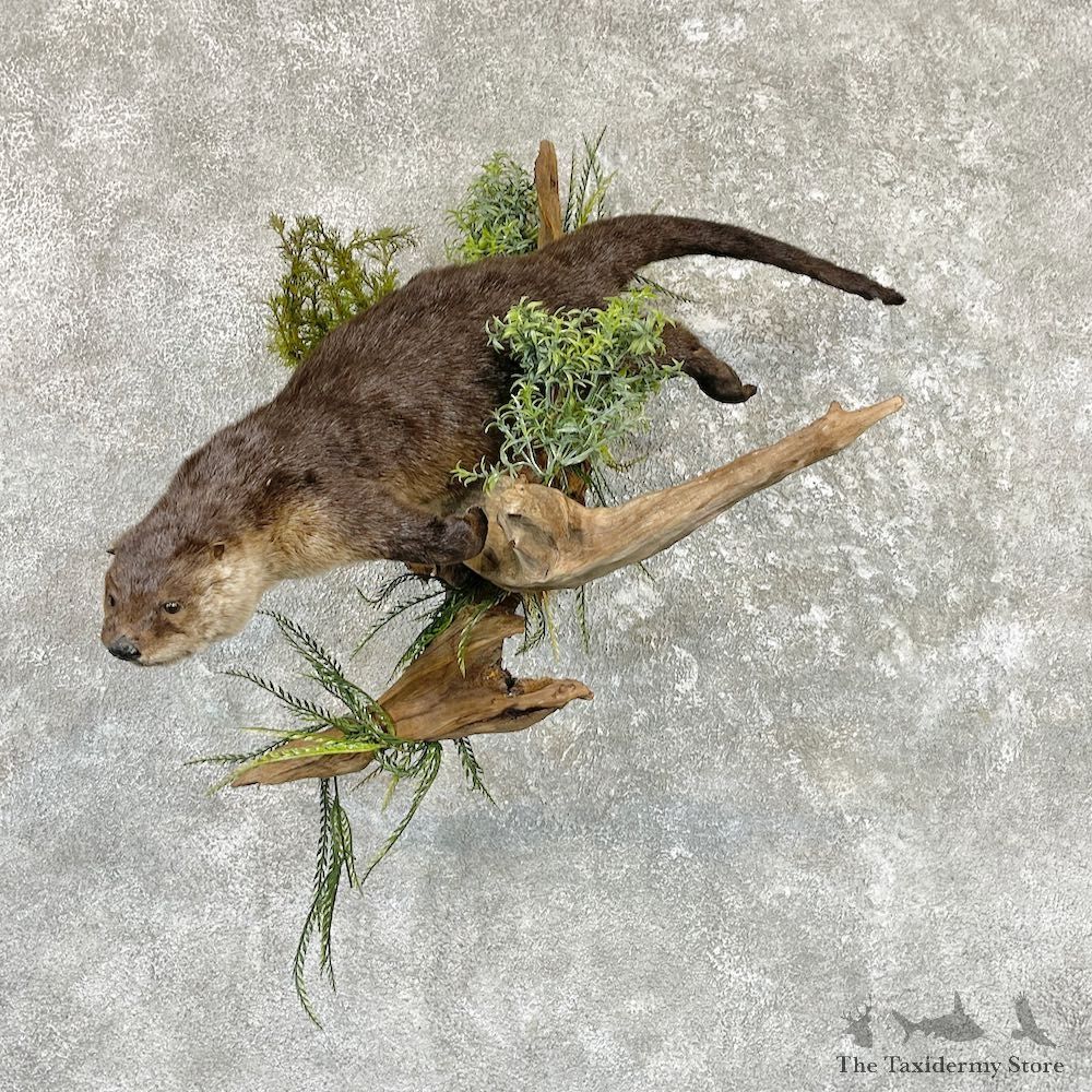 River Otter Life-Size Mount For Sale #26514 @ The Taxidermy Store