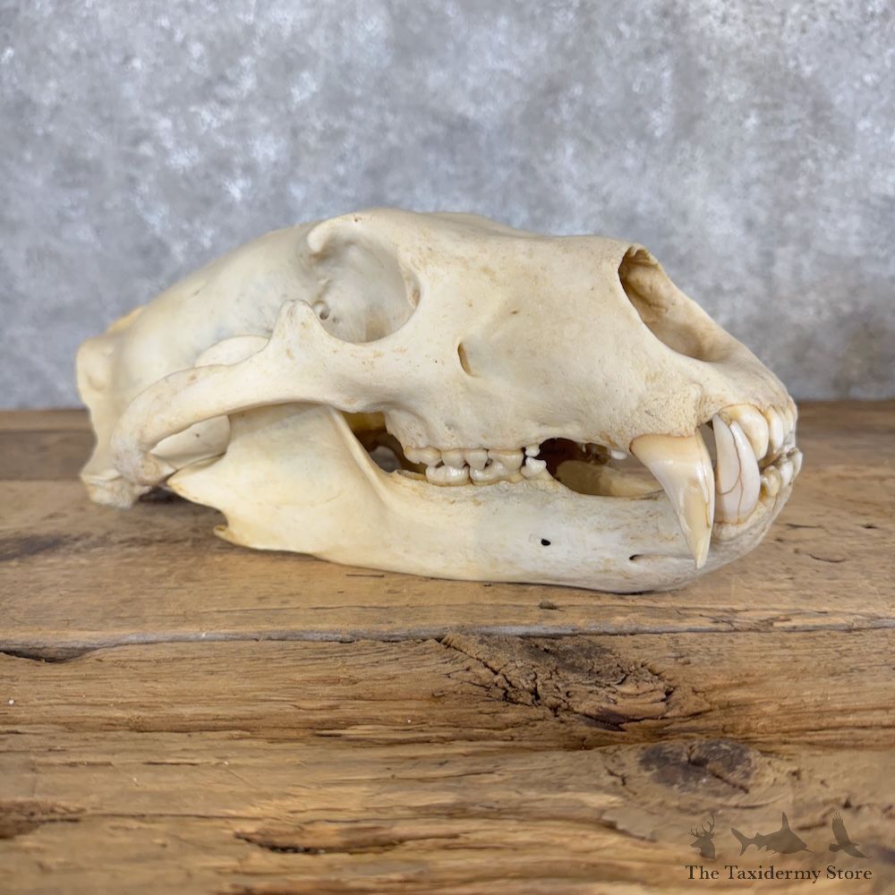 Polar Bear Skull Mount For Sale #30037 @ The Taxidermy Store