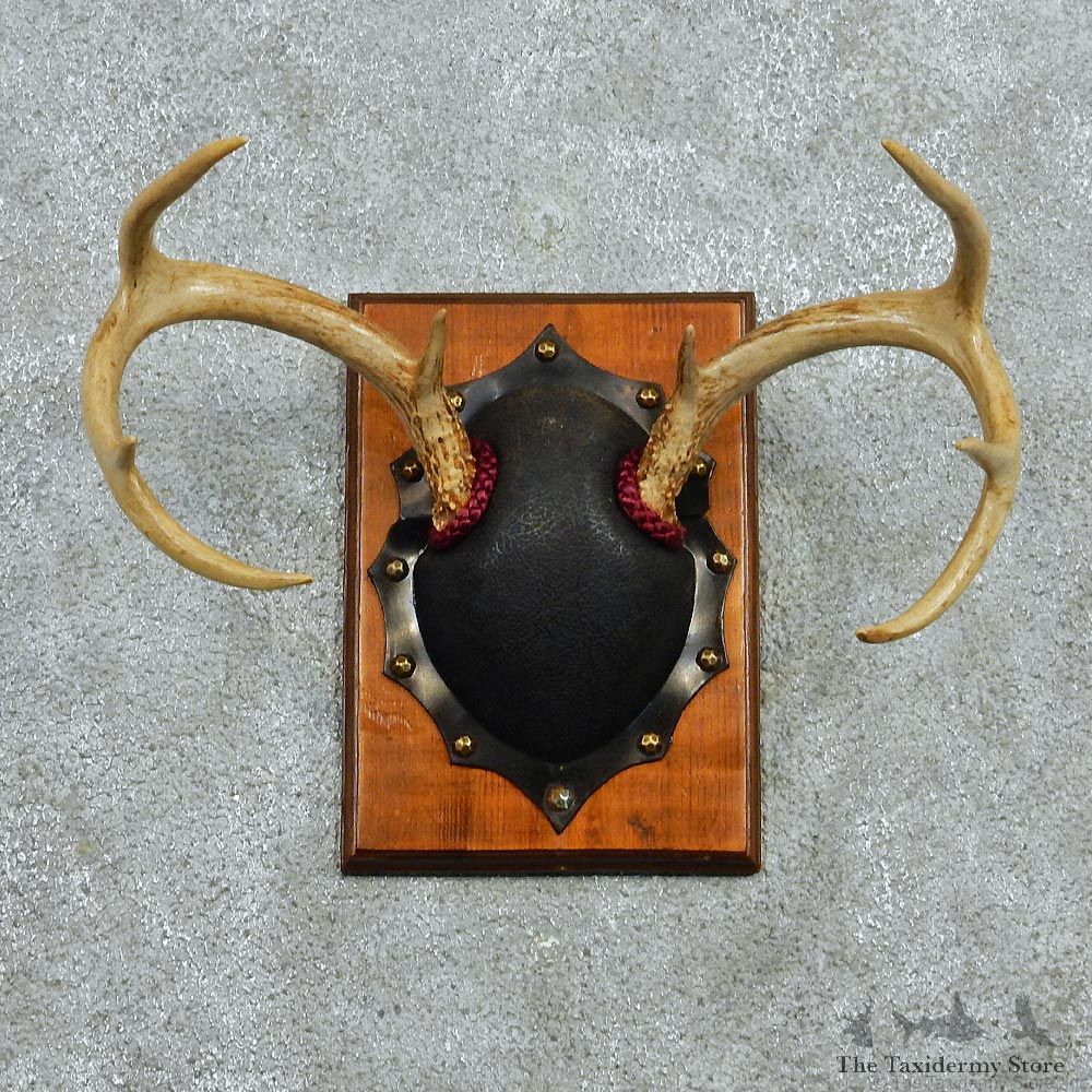 Whitetail Deer Antlers Plaque Taxidermy Mount #12975 For Sale @ The Taxidermy Store