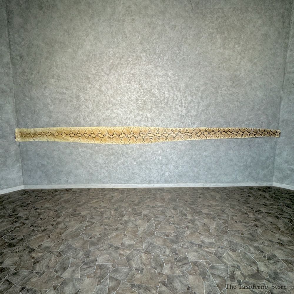 Reticulated Python Snake Skin For Sale #29777 @ The Taxidermy Store
